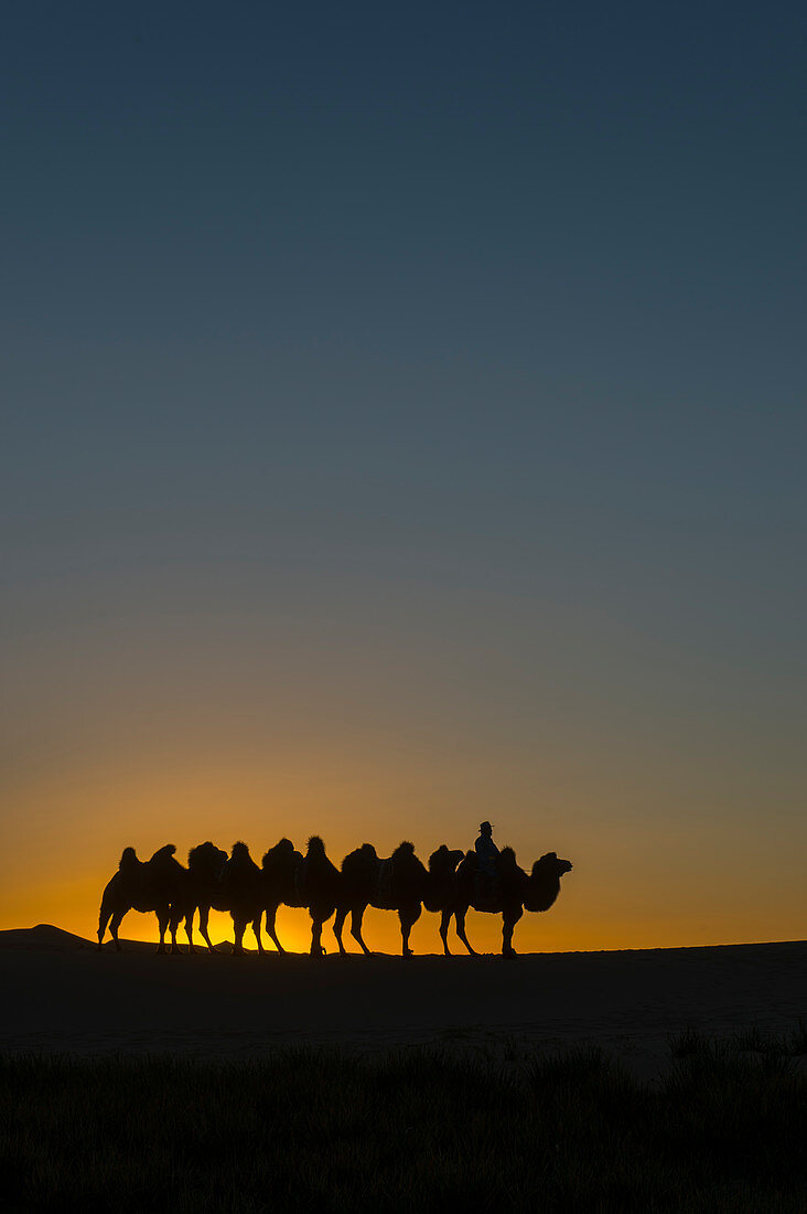 A Mongolian herder is riding with Bactrian camels at sunset on the Hongoryn Els sand dunes in the Gobi Desert, Gobi Gurvansaikhan National Park in southern Mongolia.