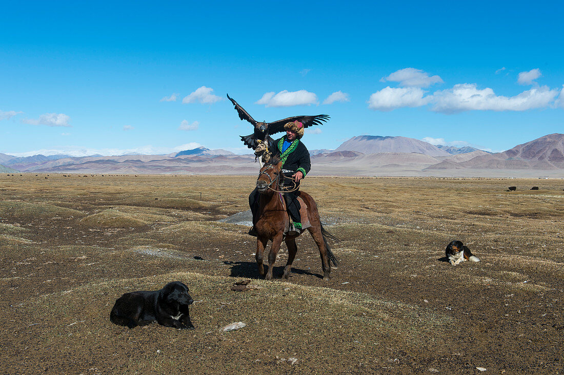 A Kazakh eagle hunter on horseback with his Golden eagle (Aquila chrysaetos) in the Sagsai Valley in the Altai Mountains near the city of Ulgii (Ölgii) in the Bayan-Ulgii Province in western Mongolia.