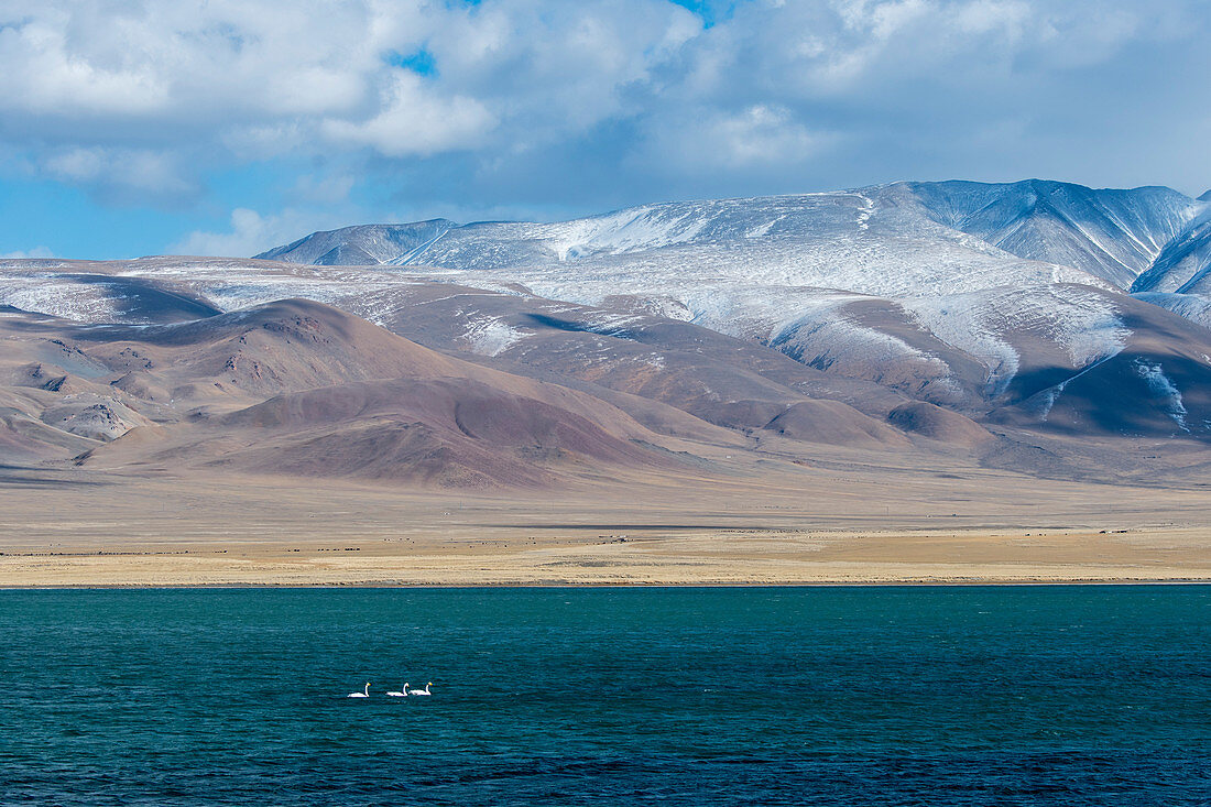 The Shar Nurr Lake with Whooper swans (Cygnus cynus) and the Altai Mountains near the city of Ulgii (Ölgii) in the Bayan-Ulgii Province in western Mongolia.