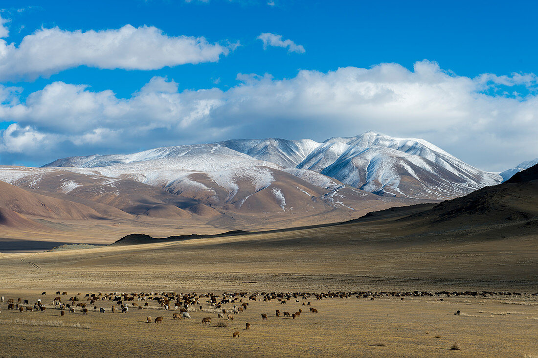 A herd of sheep grazing in a valley of the Altai Mountains near the city of Ulgii (Ölgii) in the Bayan-Ulgii Province in western Mongolia.