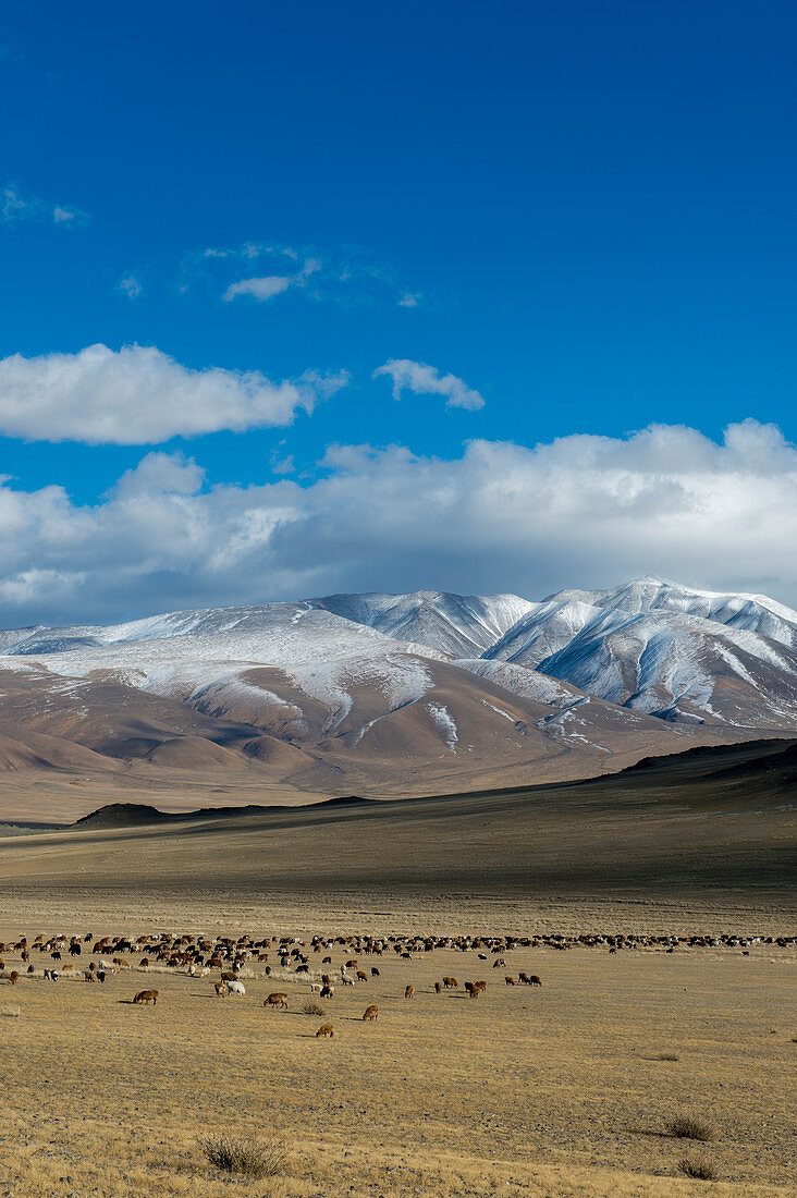 Eine Schafherde weidet in einem Tal des Altai-Gebirges nahe der Stadt Ulgii (Ölgii) in der Provinz Bajan-Ölgii in der Westmongolei