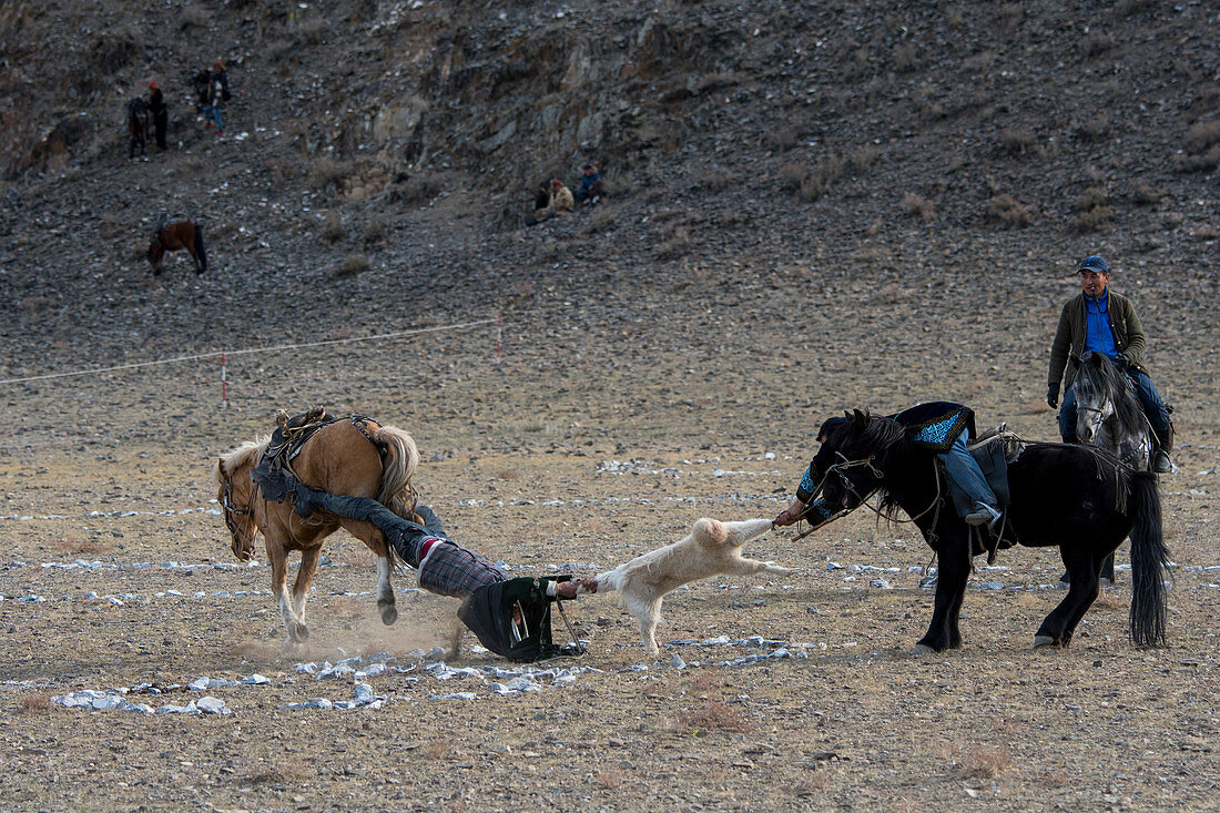 Der Kokpar-Wettbewerb (Ziegen wegschleppen) ist ein traditionelles Reitspiel, bei dem die Reiter um einen Ziegen- oder Schafskadaver kämpfen, Teil des Golden Eagle Festivals (Adlerjägerfest) in der Nähe der Stadt Ulgii (Ölgii) in der Provinz Bajan-Ölgii in der Westmongolei