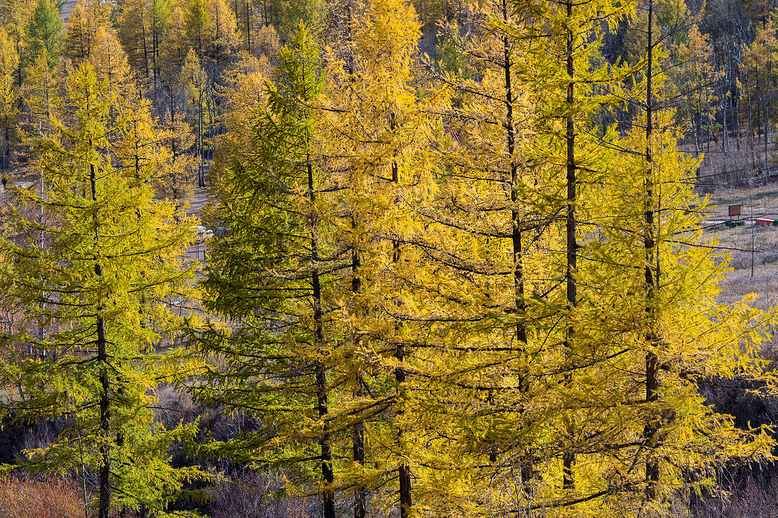 Dahurian larch (Larix gmelinii) trees in the fall in Gorkhi Terelj National Park which is 60 km from Ulaanbaatar, Mongolia.