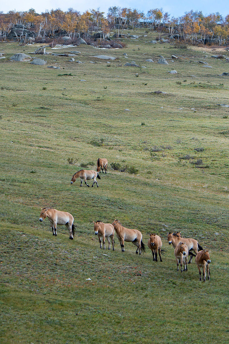 Eine Gruppe von Przewalski-Pferden (Takhi), eine vom Aussterben bedrohte Art, im Nationalpark Chustain Nuruu, Mongolei