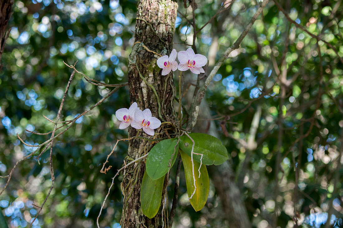Orchideen, gepflanzt auf Bäumen der Cenote Pet Cemeter, unterirdisches Flusssystem (Sistema Sac Actun) bei Tulum an der Ostküste der Halbinsel Yucatan an der Karibik im Bundesstaat Quintana Roo, Mexiko