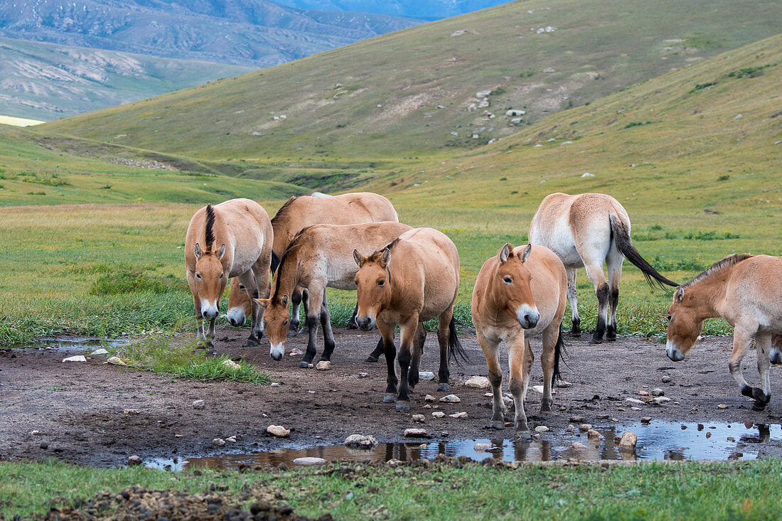 Eine Gruppe von Przewalski Pferden (Takhi), eine vom Aussterben bedrohte Art, trinkt Wasser im Nationalpark Chustain Nuruu in der Mongolei