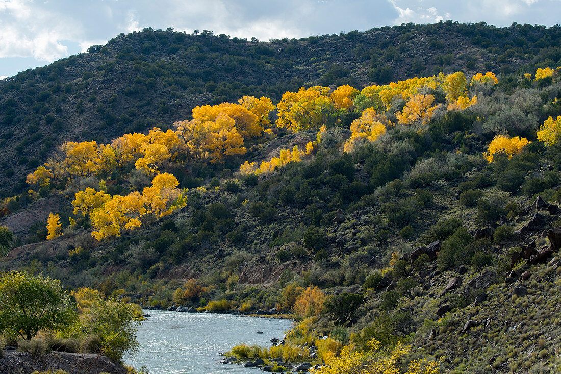 Trees in fall colors at the Rio Grande Gorge between Taos and Santa Fe in New Mexico, USA.