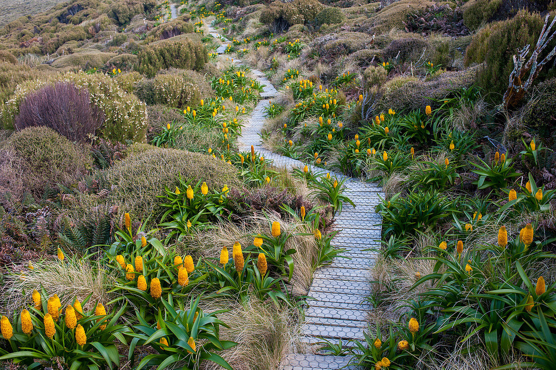 Eine Strandpromenade für Besucher schützt die Flora, wie z.B. die gelben Blüten der Bulbinella rossii, allgemein bekannt als die Rosslilie (subantarktisches Megaherb), auf Campbell Island, einer subantarktischen Insel in der Campbell Island-Gruppe, Neuseeland