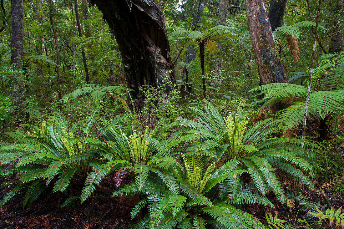 Farne wachsen im gemäßigten Regenwald des Vogelschutzgebiets auf Ulva Island, einer kleinen Insel in Paterson Inlet, Teil von Stewart Island vor der Südinsel in Neuseeland