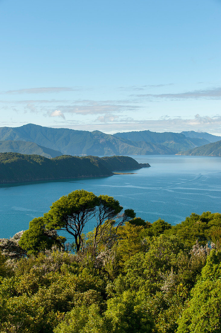 Blick von der Insel Motuara über die Fjordlandschaft der Marlborough Sounds der Südinsel in Neuseeland