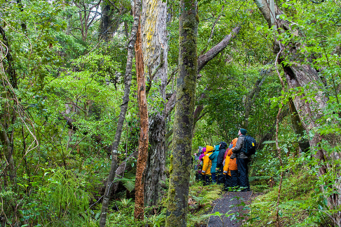 Touristen, die auf einem Pfad im Vogelschutzgebiet auf Ulva Island spazieren, einer kleinen Insel in Paterson Inlet, Teil von Stewart Island vor der Südinsel in Neuseeland