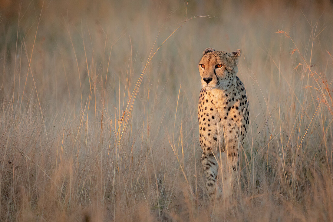 Cheetah, Acinonyx jubatus, walking through dry brown grass in fading light.