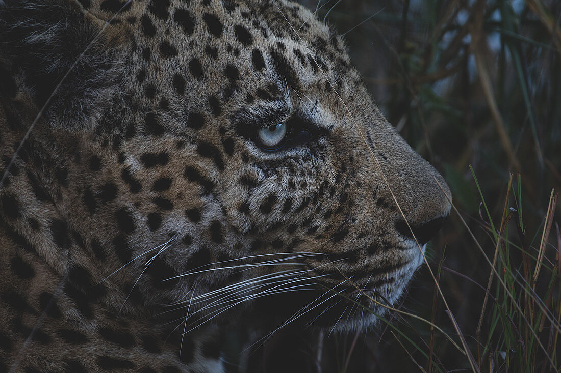 Nahaufnahme von Leopardenkopf (Panthera pardus) in der Abenddämmerung