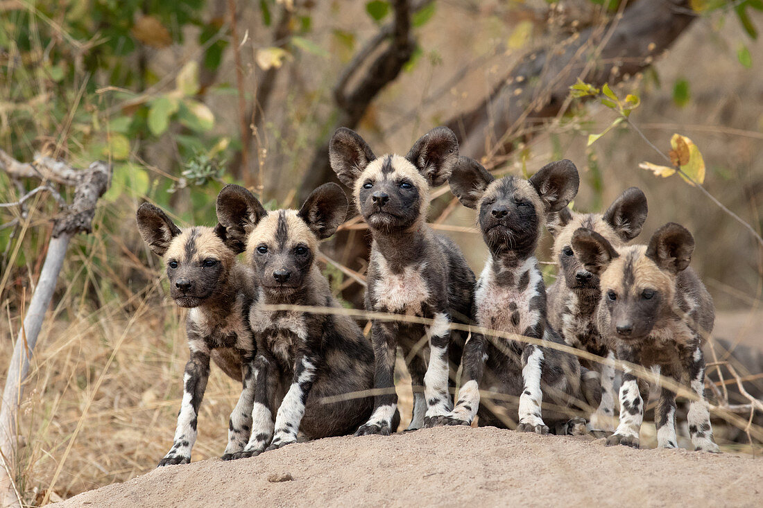 A pack of Wild Dog puppies, Lycaon pictus, on a termite mound, ears forward, looking at camera.