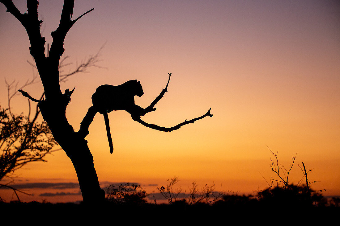 Sillhouette eines Leoparden (Panthera pardus) der bei Sonnenuntergang auf einem toten Baum liegt