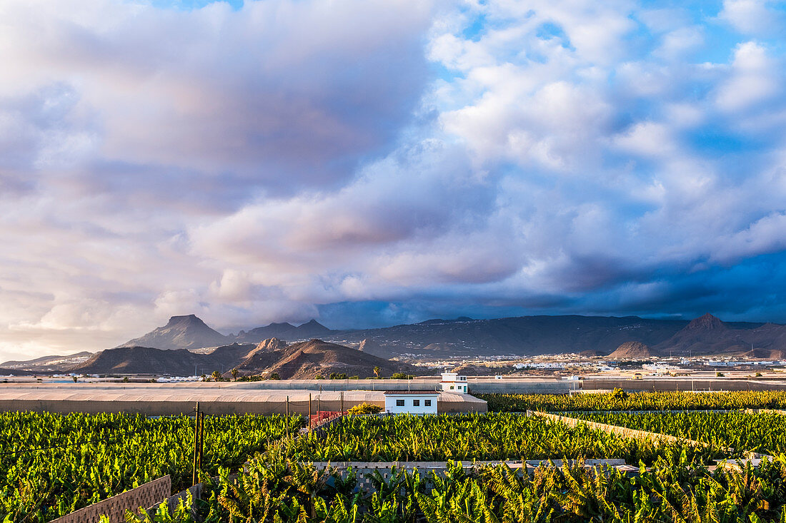 Spain, Canary Islands, Banana plantation with mountains in background