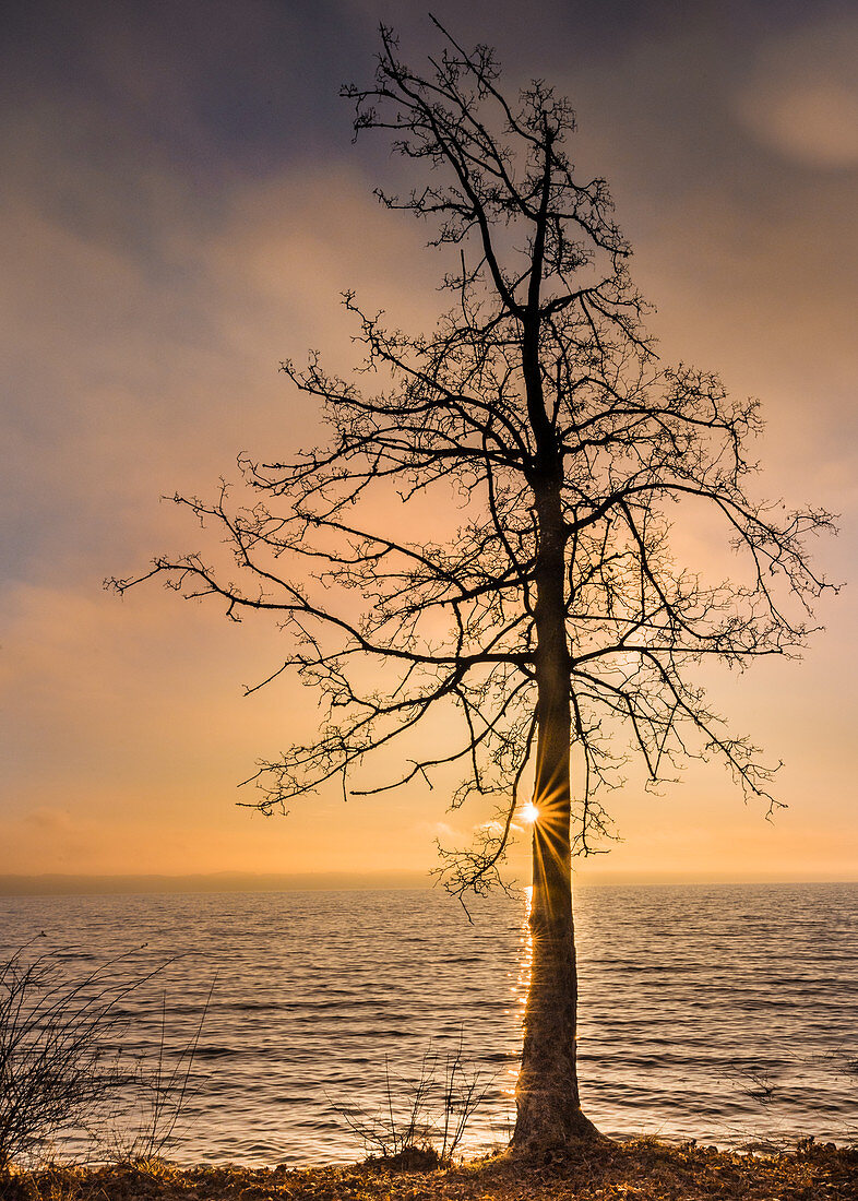 Bare tree with sun star at sunrise on the shore of Lake Starnberg, Tutzing, Bavaria, Germany