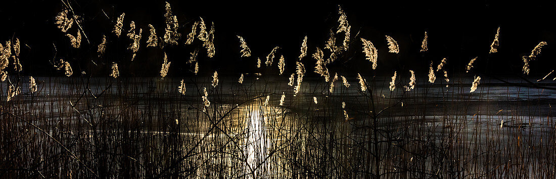 Reeds in the evening light at a fish pond
