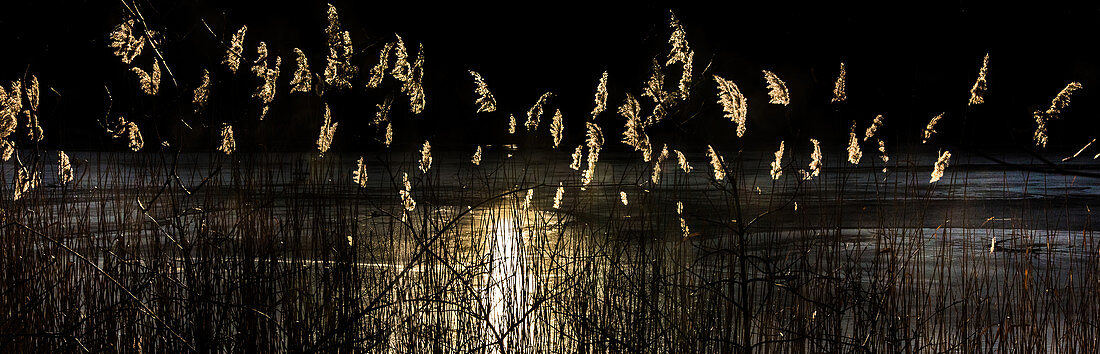 Schilf im Abendlicht an einem Fischweiher