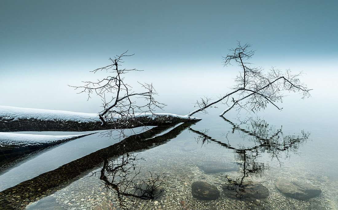 Beschneiter umgefallener im Wasser liegender Baum, Starnberger See, Bayern, Deutschland