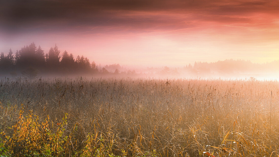 Nebliger Herbstmorgen bei Sonnenaufgang am Frechensee (Ostersee), Bayern, Deutschland