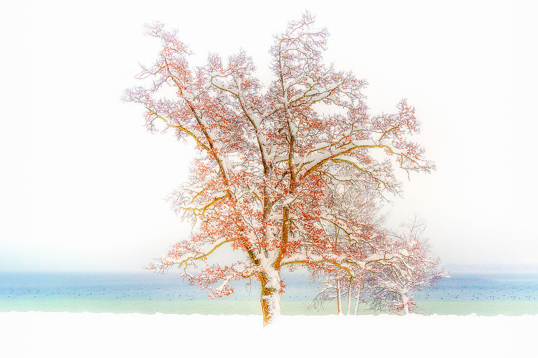 Snow-covered, leafy tree on the shore of Lake Starnberg, Tutzing, Bavaria, Germany