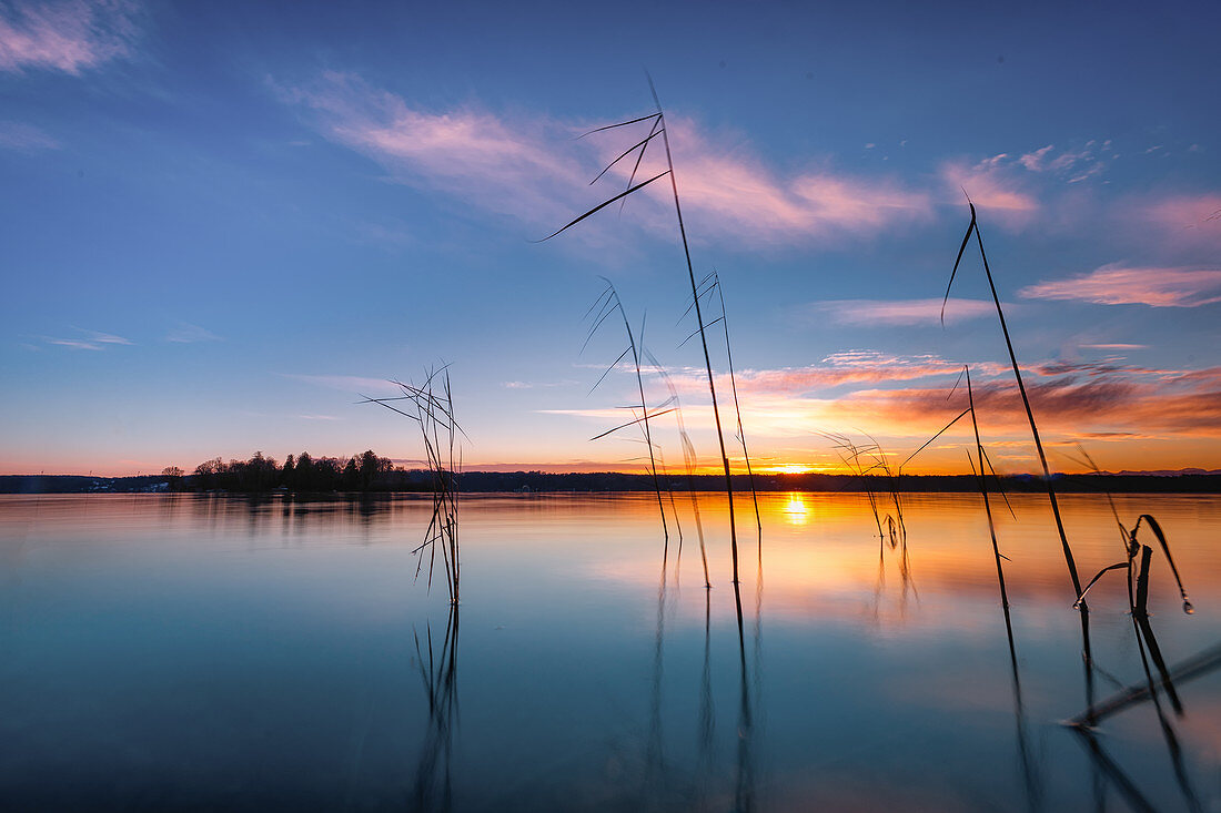 Reeds at sunrise on Lake Starnberg, Bavaria, Germany