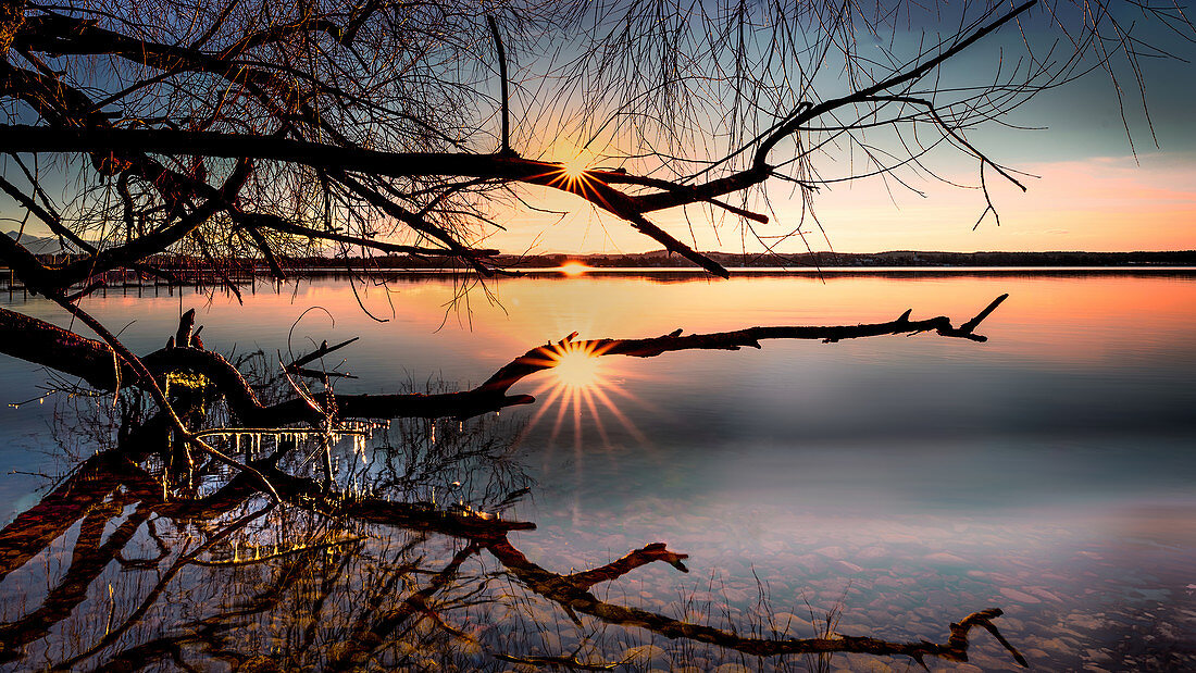 Bare tree with sun star at sunset on Lake Starnberg, St. Heinrich, Bavaria, Germany