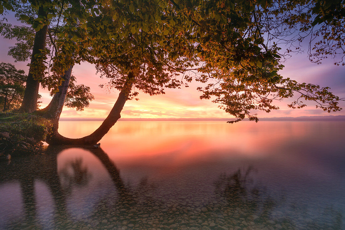 Tree on the shore at sunrise at Lake Starnberg, Tuting, Bavaria, Germany