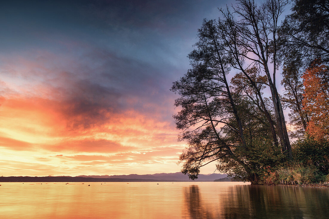 Baumsilhouette im Winter bei Sonnenaufgang am Starnberger See, Tutzing, Bayern, Deutschland