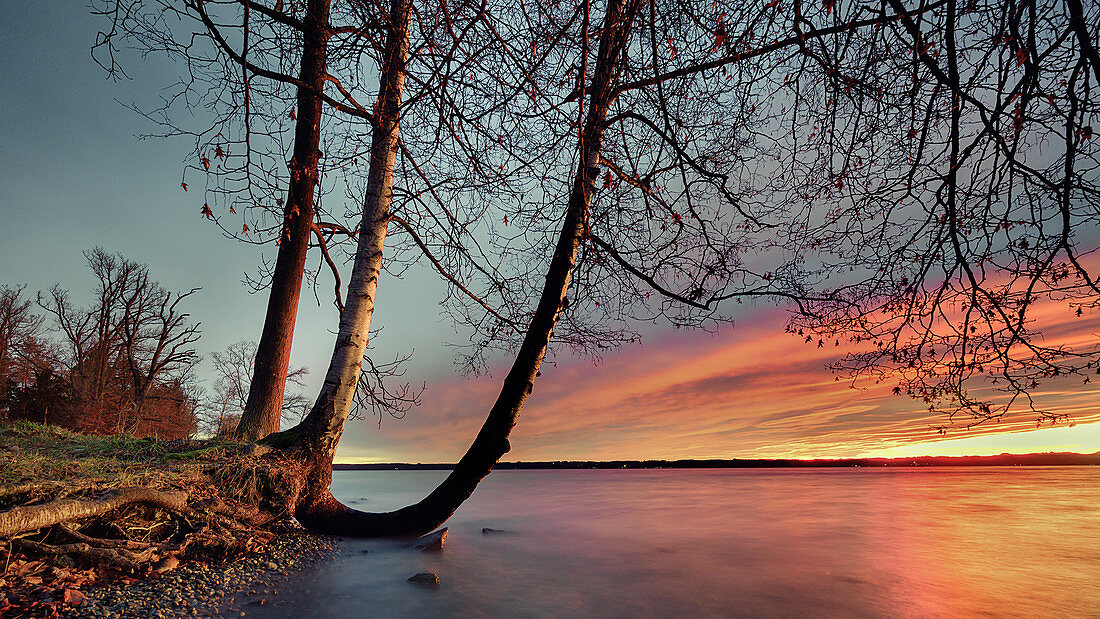 Bäume bei Sonnenaufgang am Starnberger See, Tutzing, Bayern, Deutschland