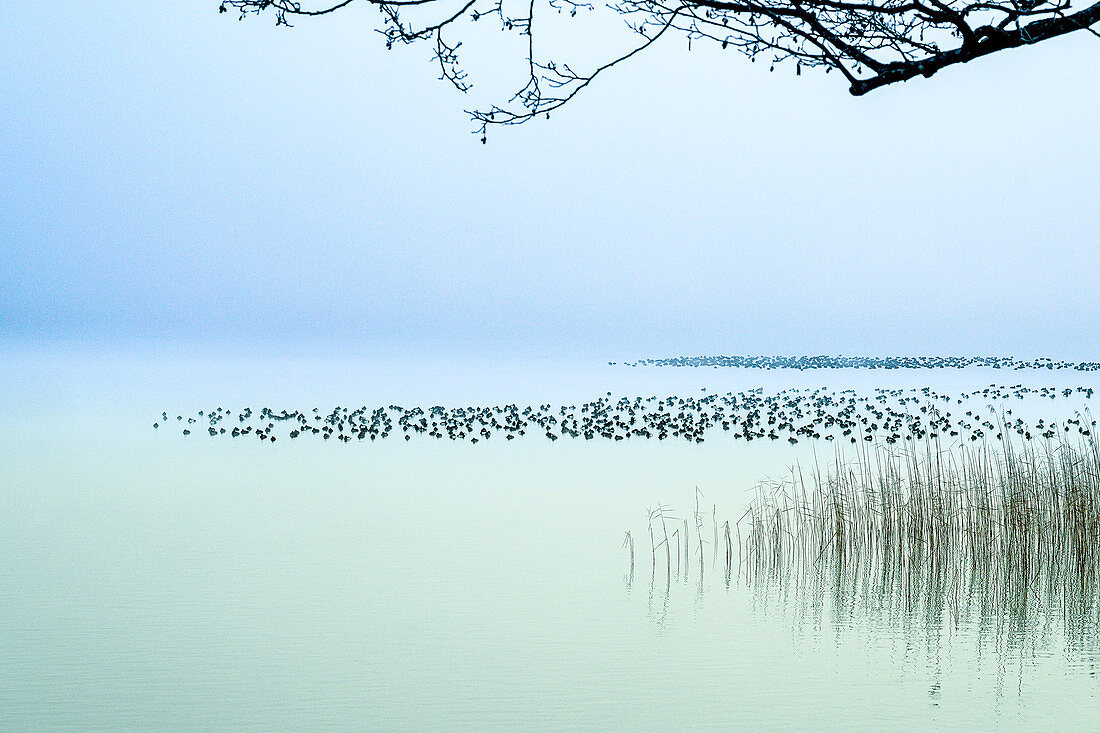 Eiderentenrast am Starnberger See im Winter, Bayern, Deutschland