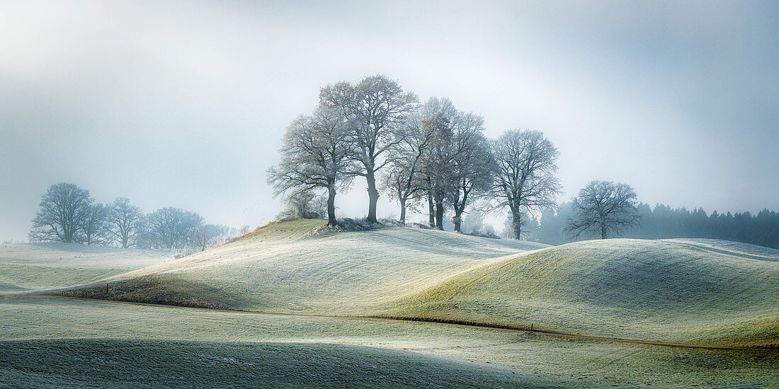 Trees in winter morning near Bichl with hoarfrost on the grasses of the hilly landscape, Bavaria, Germany