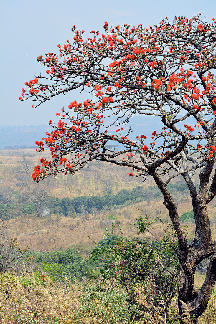 Malawi; Northern Region; Nyika Nationalpark; typische Buschlandschaft; Korallenbaum mit Blüten in intensivem Rot 