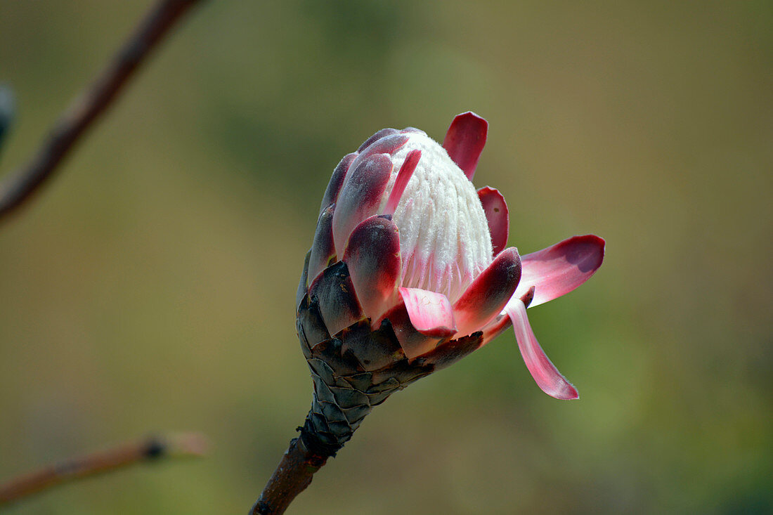 Malawi; Northern Region; Nyika National Park; Bud; rising blossom of the sugar bush