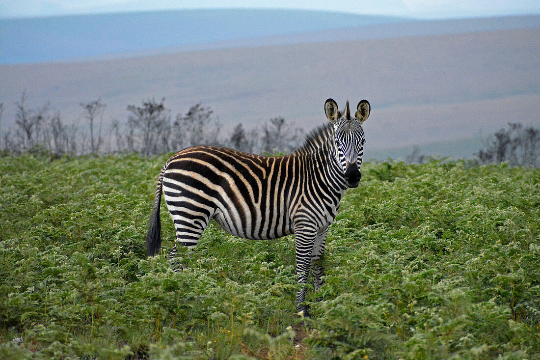 Malawi; Northern Region; Nyika Nationalpark; Zebra auf dem Nyika Plateau; nahezu baumlose Graslandschaft