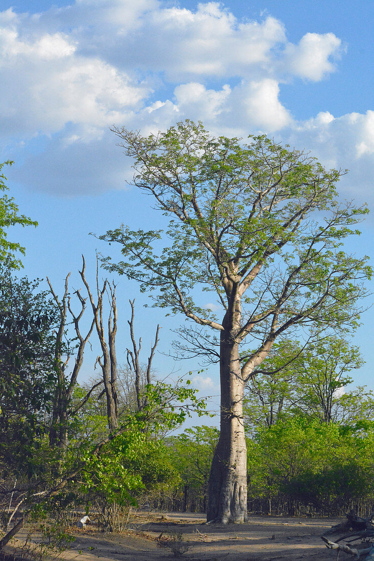 Malawi; Southern Region; Liwonde National Park; African baobab tree; baobab