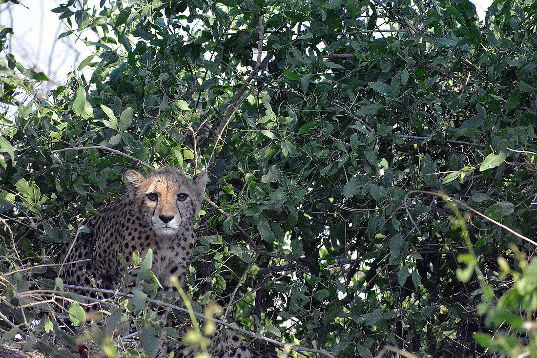 Malawi; Southern Region; Liwonde National Park; junger Gepard beobachtet neugierig die Parkbesucher; gut geschützt durch einen Busch