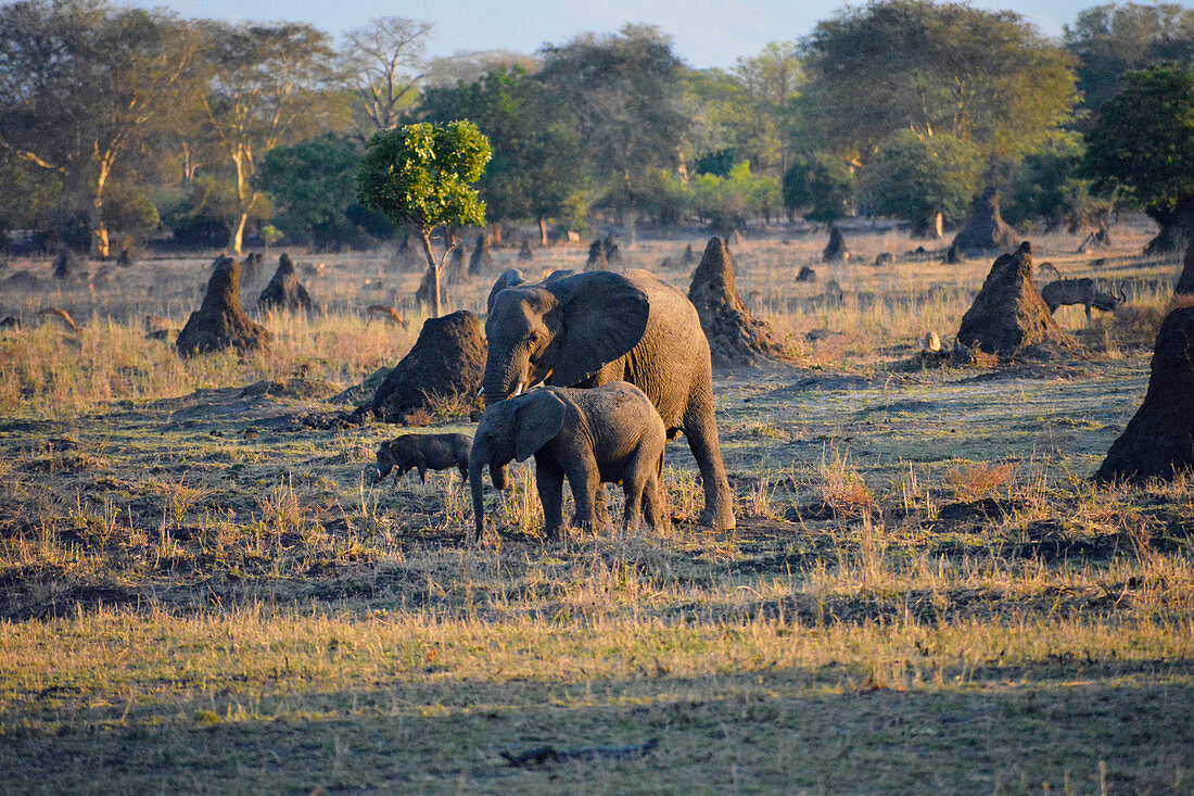 Malawi; Southern Region; Liwonde National Park; Elefantenmutter und ihr Junges grasen in der Abendsonne; begleitet von einem Warzenschwein
