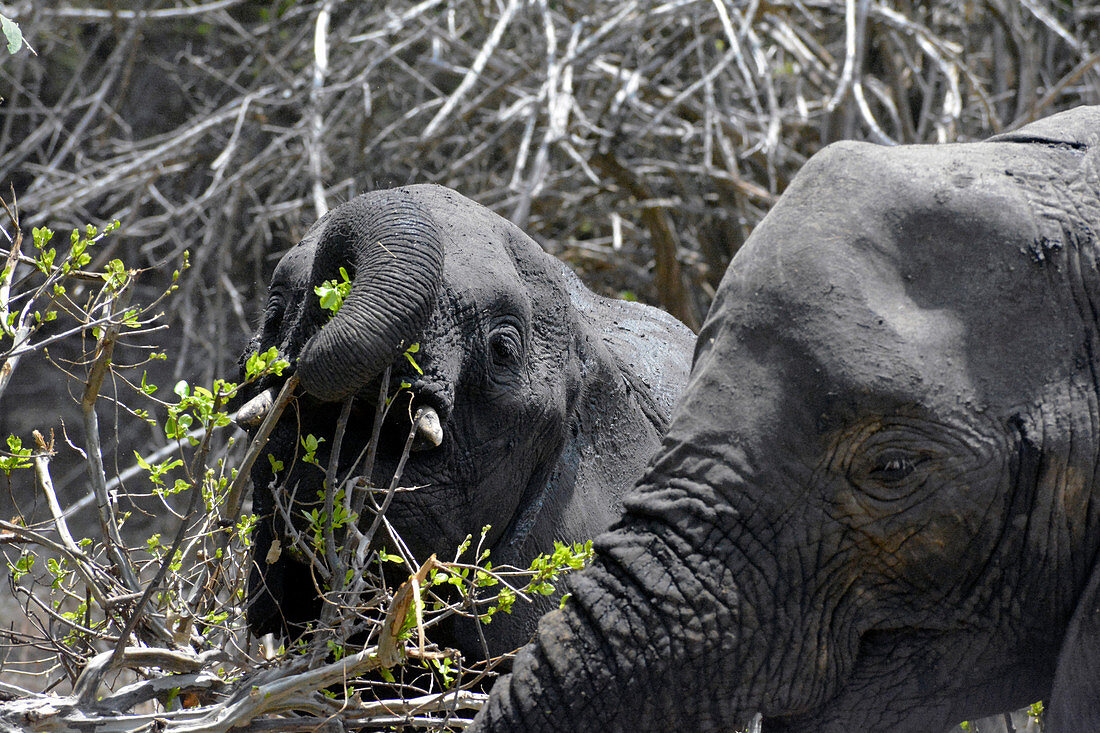 Malawi; Southern Region; Liwonde National Park; ein junger Elefant frisst frische, hellgrüne Blätter; Elefantenmutter steht daneben