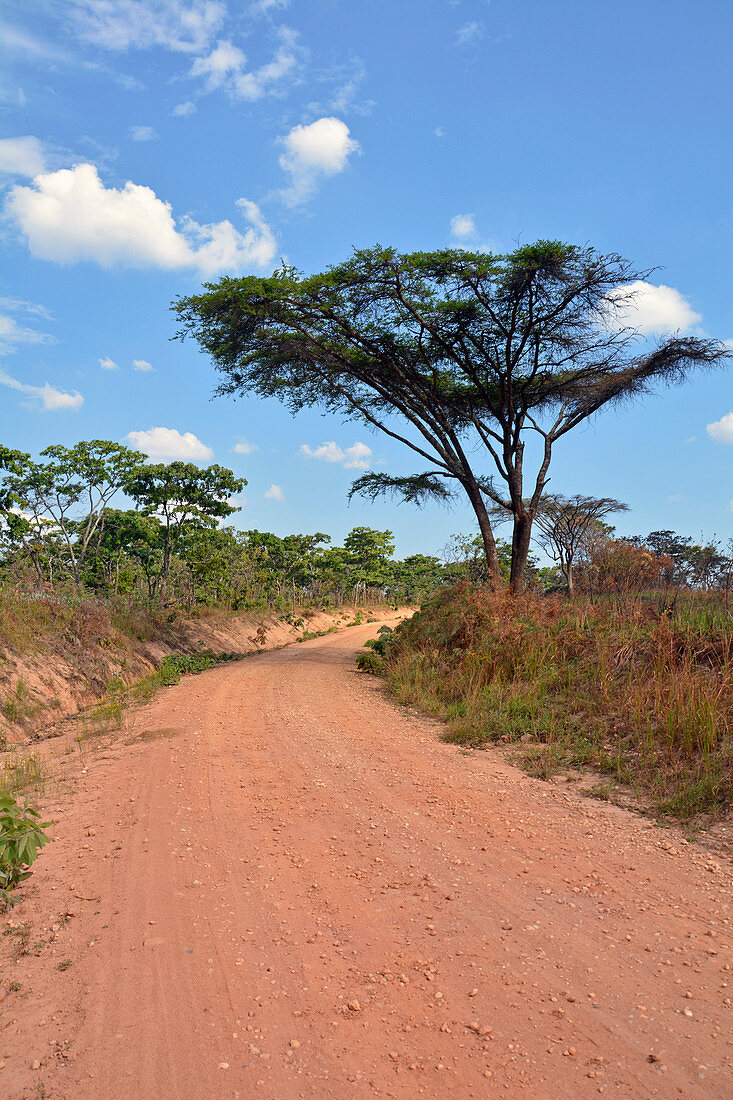 Malawi; Northern Region; Nyika Berge; unbefestigte Straße mit Akazien und Miombobäumen
