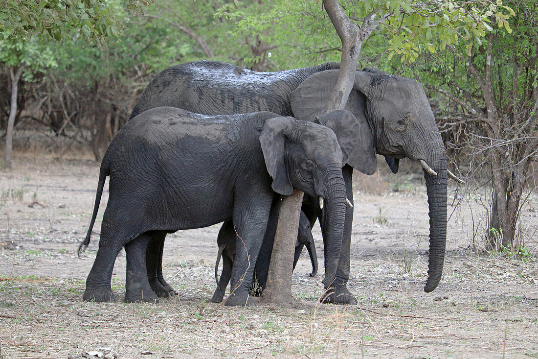 Malawi; Southern Region; Liwonde National Park; eine Elefantenmutter macht mit ihrem Nachwuchs an einem Baum Halt
