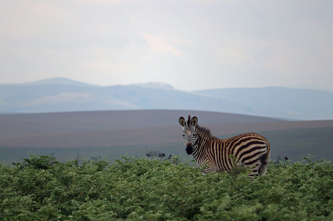 Malawi; Northern Region; Nyika Nationalpark; Zebra auf dem Nyika Plateau; nahezu baumlose Graslandschaft und ausgedehnte Farnwiesen