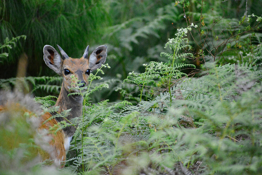 Malawi; Northern Region; Nyika National Park; Bushbuck on the Nyika Plateau; in the foreground ferns