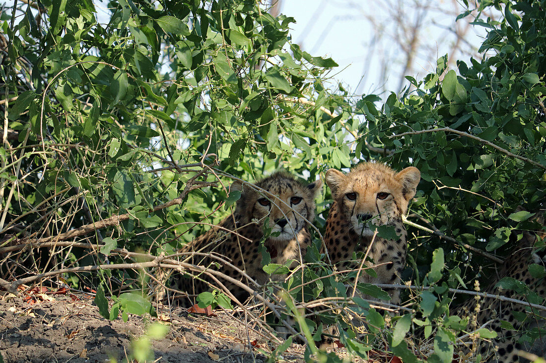 Malawi; Southern Region; Liwonde National Park; zwei junge Geparde beobachten neugierig die Parkbesucher; gut geschützt durch einen Busch