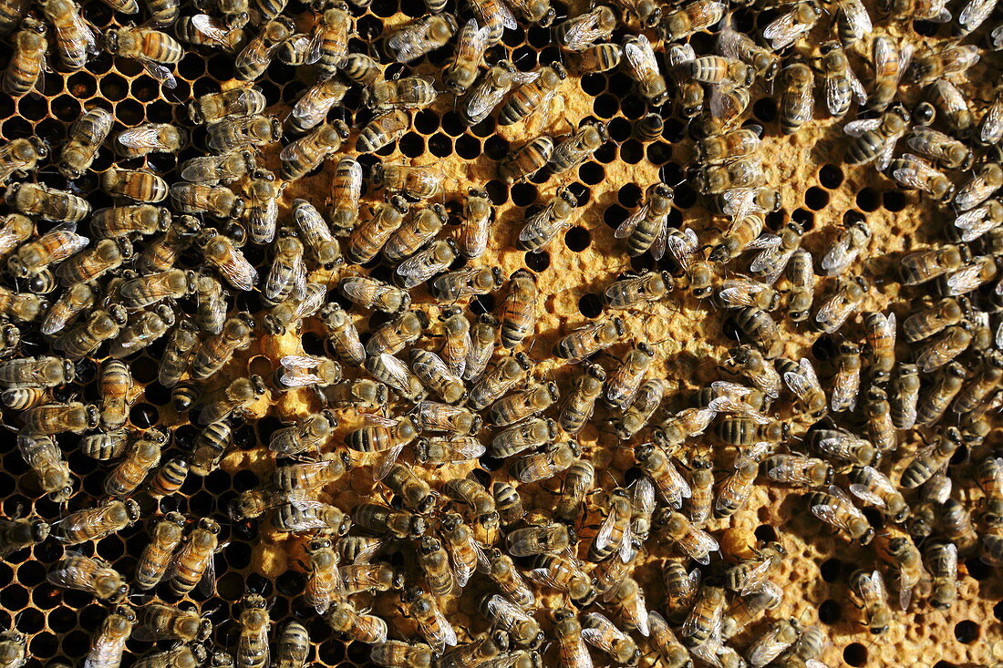 Bienen im Bienenstock, Jasberg bei Dietramszell, Oberbayern, Bayern, Deutschland