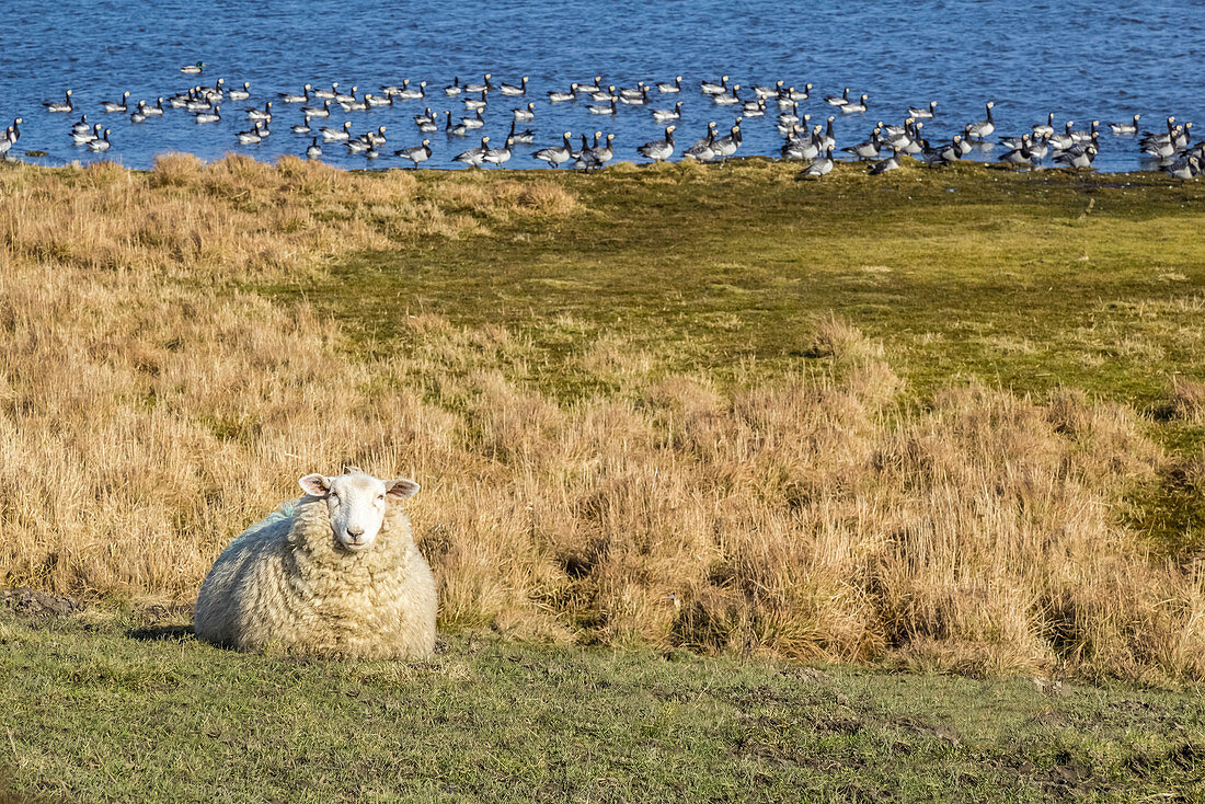 Schaf und Wildgänse im Naturschutzgebiet Ellenbogen, Sylt, Schleswig-Holstein, Deutschland