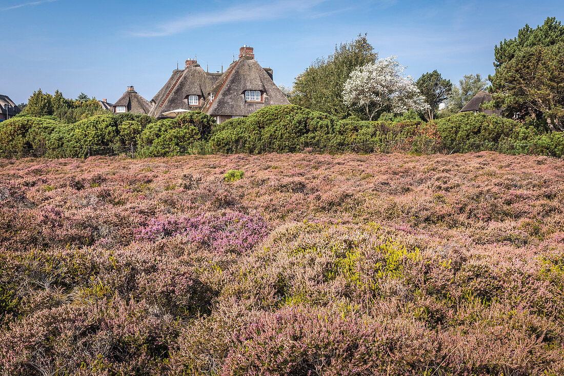 Thatched roof villa in the blooming Braderuper Heide, Sylt, Schleswig-Holstein, Germany