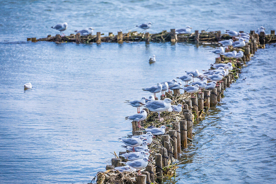 Seagulls on the beach at the Kampener Vogelkoje, Sylt, Schleswig-Holstein, Germany