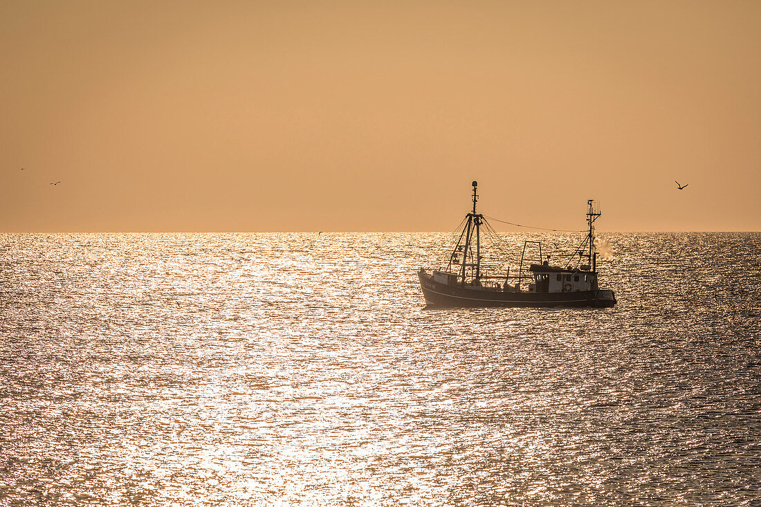 Fishing cutter on the west beach near Kampen in sunset, Sylt, Schleswig-Holstein, Germany